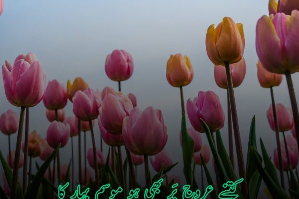 Flower Poetry in Urdu | Phool Shayari | Rose Poetry with images