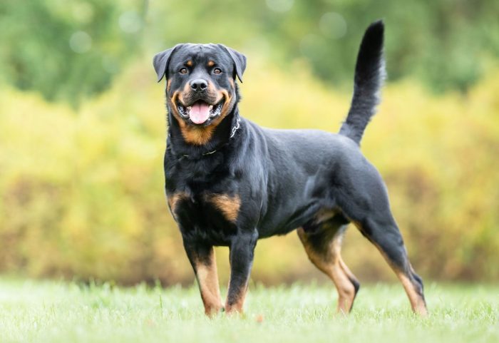 Top 10 Most Popular Dog Breeds in Pakistan