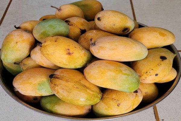 Most Popular Types of Mangoes in Pakistan